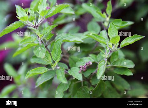 Tulasi Plant Videos, Download The BEST Free 4k Stock Video .